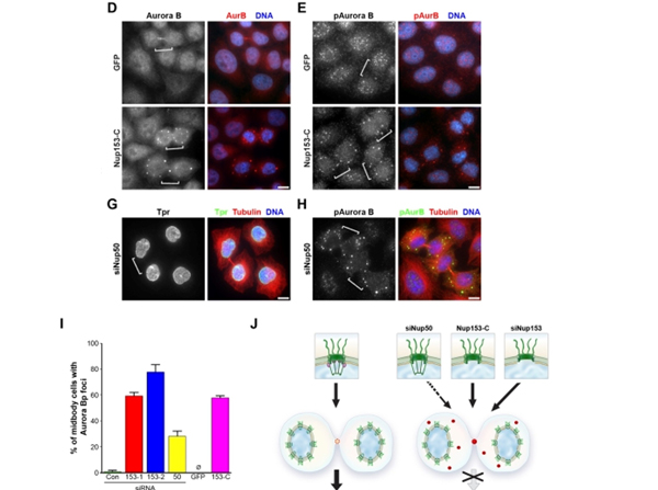 Immunofluorescence using Aurora B pT232